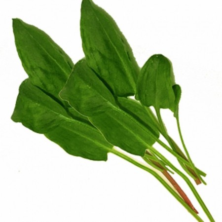 Makulden Gelsin - Sağlıklı ve Taze Ürün Tedariği