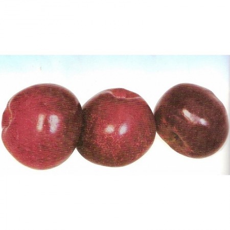 Makulden Gelsin - Sağlıklı ve Taze Ürün Tedariği