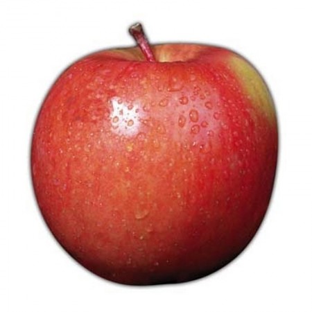 Makulden Gelsin - Sağlıklı ve Taze Ürün Tedariği