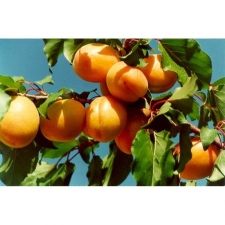 Makulden Gelsin - Sağlıklı ve Taze Ürün Tedariği